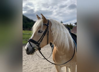 Haflinger, Valack, 15 år, 152 cm, fux