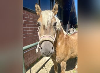 Haflinger, Valack, 24 år, 153 cm, Brun