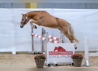 Haflinger, Valack, 2 år, 150 cm