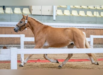 Haflinger, Valack, 2 år, 150 cm