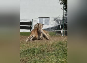 Haflinger, Valack, 2 år, fux