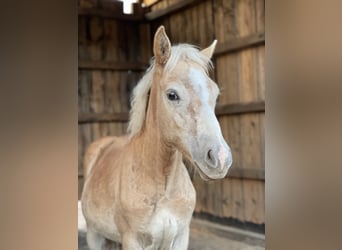 Haflinger, Valack, 3 år, 148 cm