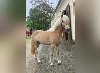 Haflinger, Valack, 3 år, 150 cm
