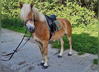 Haflinger, Valack, 3 år, 151 cm, fux