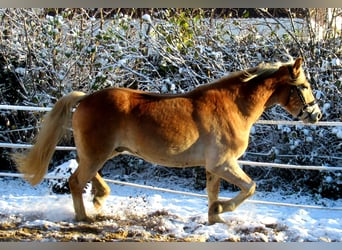 Haflinger, Valack, 3 år, 155 cm, fux