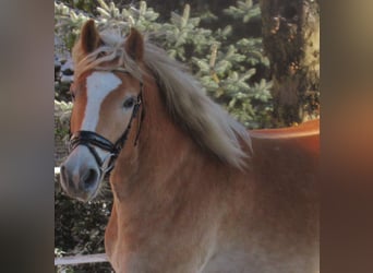 Haflinger, Valack, 3 år, 155 cm, fux