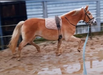 Haflinger, Valack, 3 år, 155 cm, fux