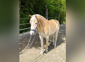 Haflinger, Valack, 4 år, 148 cm, fux