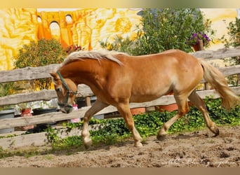 Haflinger, Valack, 4 år, 150 cm, Ljusbrun