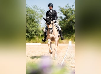 Haflinger, Valack, 4 år, 155 cm, fux