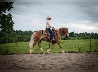 Haflinger, Valack, 4 år