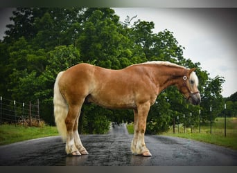 Haflinger, Valack, 4 år