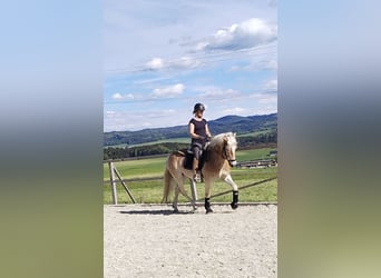 Haflinger, Valack, 5 år, 150 cm, fux