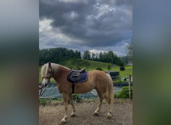 Haflinger, Valack, 5 år, 155 cm, Ljusbrun