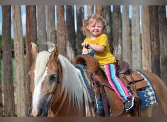 Haflinger, Valack, 6 år, 145 cm, Palomino