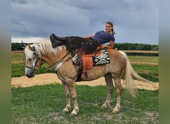 Haflinger, Valack, 6 år, 150 cm, fux