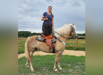 Haflinger, Valack, 6 år, 150 cm, fux