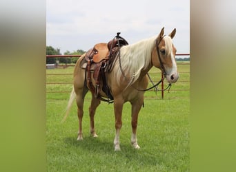Haflinger Blandning, Valack, 6 år, Isabellblack
