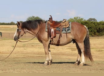 Haflinger, Valack, 7 år, 142 cm, Brunskimmel