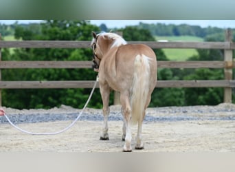 Haflinger, Valack, 7 år, Fux