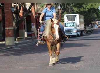 Haflinger, Valack, 8 år, 132 cm, Palomino