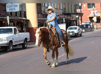 Haflinger, Valack, 8 år, 132 cm, Palomino