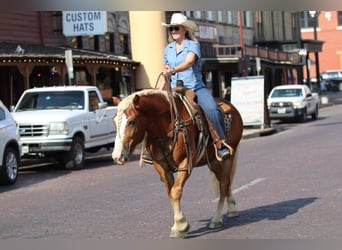 Haflinger, Valack, 8 år, 132 cm, Palomino