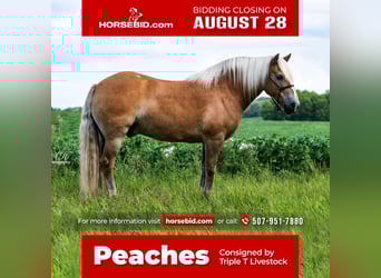 Haflinger, Valack, 8 år, 147 cm, Fux