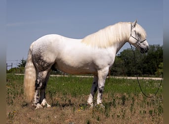 Haflinger, Valack, 8 år, 147 cm, Gråskimmel