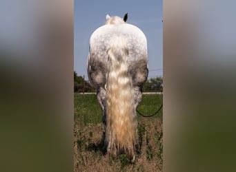 Haflinger, Valack, 8 år, 147 cm, Gråskimmel
