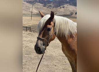 Haflinger, Valack, 8 år, Fux