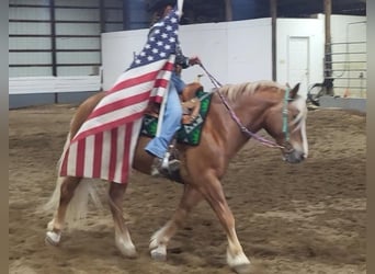 Haflinger, Valack, 8 år, Fux