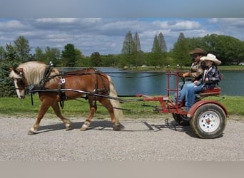 Haflinger, Valack, 8 år, Fux