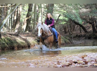 Haflinger Blandning, Valack, 8 år, Fux