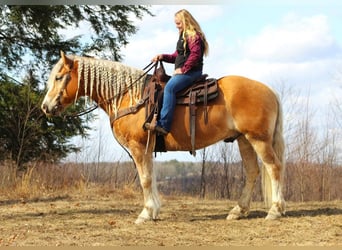 Haflinger Blandning, Valack, 8 år, Fux