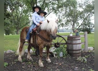 Haflinger, Valack, 9 år, 137 cm