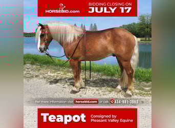 Haflinger, Valack, 9 år, 147 cm, Fux
