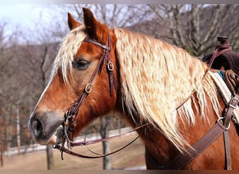 Haflinger Blandning, Valack, 9 år
