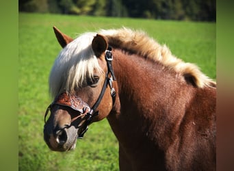 Haflinger, Wallach, 10 Jahre, 137 cm, Dunkelfuchs