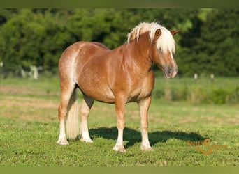 Haflinger, Wallach, 10 Jahre, 137 cm, Rotfuchs