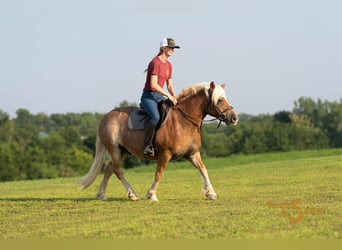 Haflinger, Wallach, 10 Jahre, 137 cm, Rotfuchs