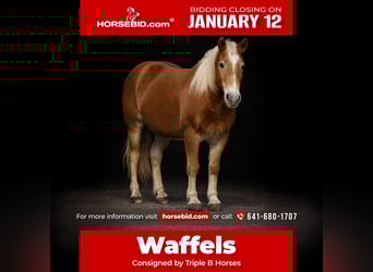 Haflinger, Wallach, 10 Jahre, 137 cm