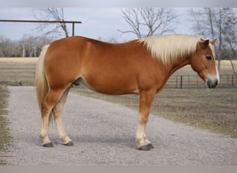 Haflinger, Wallach, 10 Jahre, 137 cm