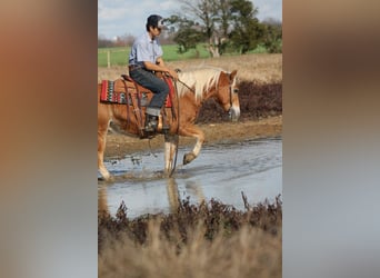 Haflinger, Wallach, 10 Jahre, 137 cm