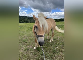 Haflinger, Wallach, 10 Jahre, 142 cm, Palomino