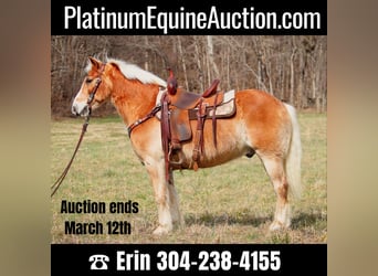Haflinger, Wallach, 10 Jahre, 142 cm, Rotfuchs