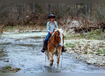 Haflinger, Wallach, 10 Jahre, 142 cm, Rotfuchs