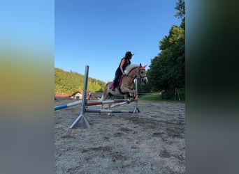Haflinger Mix, Wallach, 10 Jahre, 145 cm