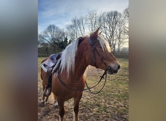Haflinger Mix, Wallach, 10 Jahre, 145 cm, Dunkelfuchs