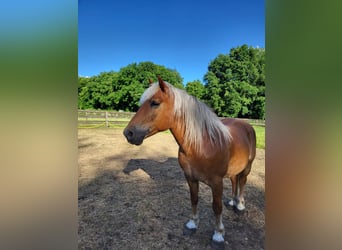 Haflinger, Wallach, 10 Jahre, 145 cm, Dunkelfuchs